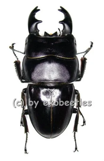 Dorcus ( Brontodorcus ) alcides ( short Horn ) ( 60 – 64 )
