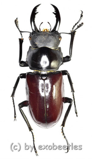 Dorcus ( Hemisodorcus ) arrowi lieni ( 35 – 39 )