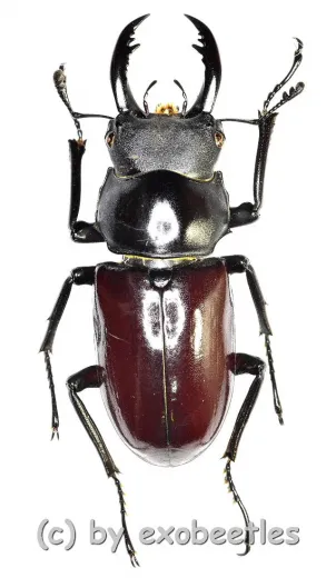 Dorcus ( Hemisodorcus ) arrowi lieni ( 35 – 39 )