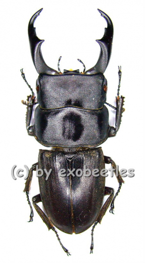 Dorcus reichei prosti ( 40 - 44 )
