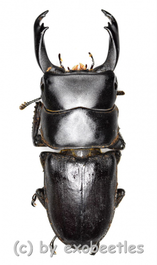 Dorcus reichei reichei ( 40 – 44 )