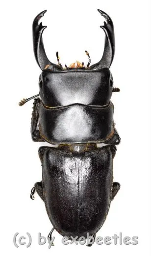 Dorcus reichei reichei ( 45 – 49 )