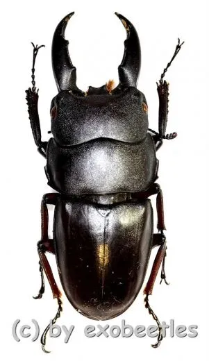 Dorcus saiga ( 40 – 44 )