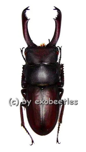 Dorcus tanakei ( 35 – 39 )