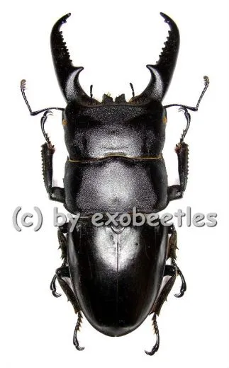 Dorcus titanus ssp.platymelus ( 60 – 64 )
