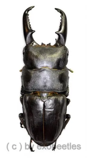 Dorcus titanus ssp.platymelus ( 70 – 74 ) A2