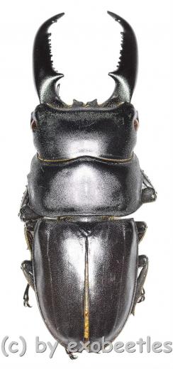 Dorcus titanus westermanni ( 55 – 59 )