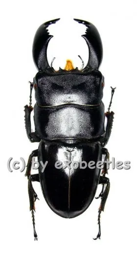 Dorcus titanus yasuokai ( 75 – 79 )