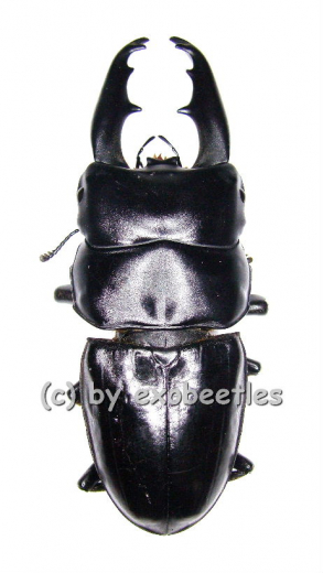 Dorcus tityus ( 50 – 54 )