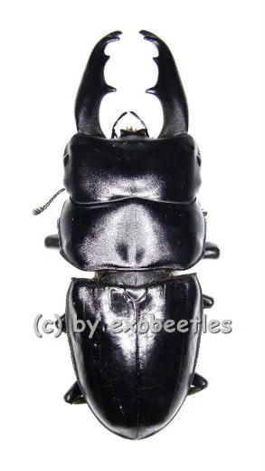 Dorcus tityus ( 60 – 64 )