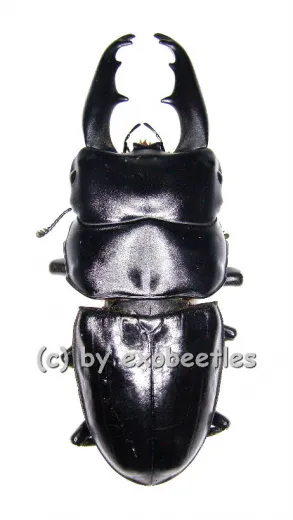 Dorcus tityus ( 45 – 49 )