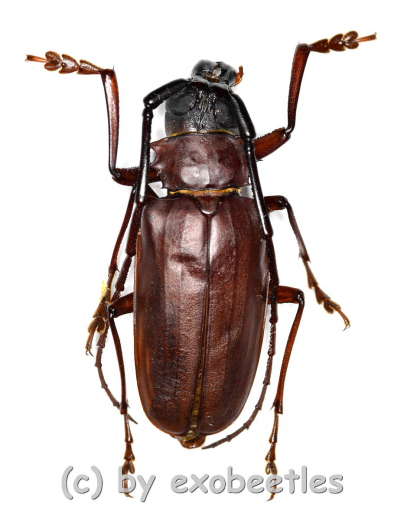 Dorysthenes ( Paraphrus ) granulosus ( 35 – 39 )