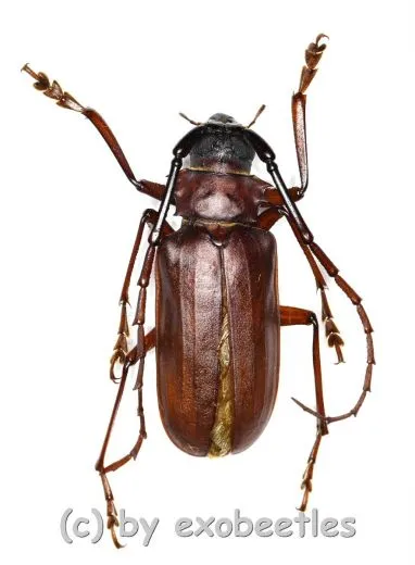 Dorysthenes ( Paraphrus ) granulosus ( 35 - 39 ) A1-