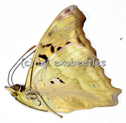 Doxocopa cherubina