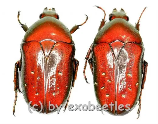 Dymusia variabilis ( rote var. ) ( 15 – 19 )