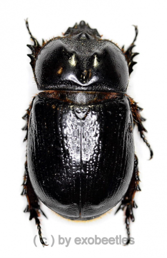Dynastidae spec. #2 ( 30 – 34 )