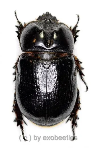 Dynastidae spec. #2 ( 30 – 34 )