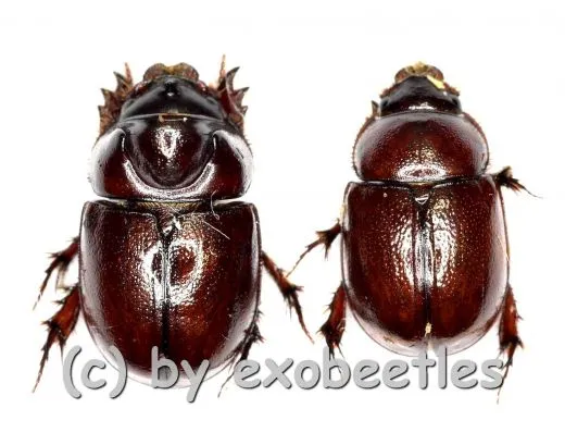 Dynastidae spec. ( M 5 – 9 )