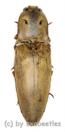 Elateridae spec. #27 ( 30 – 34 )