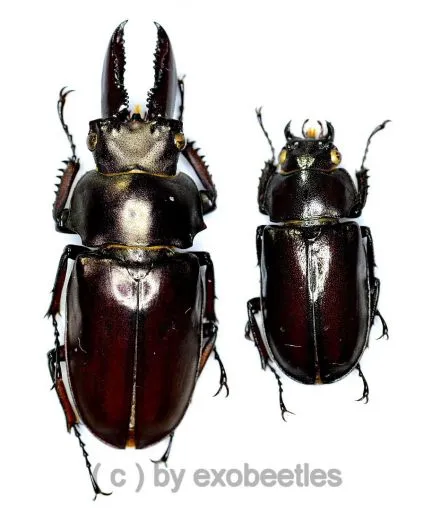 Eligmodontus kanghianus ( M 25 – 29 )