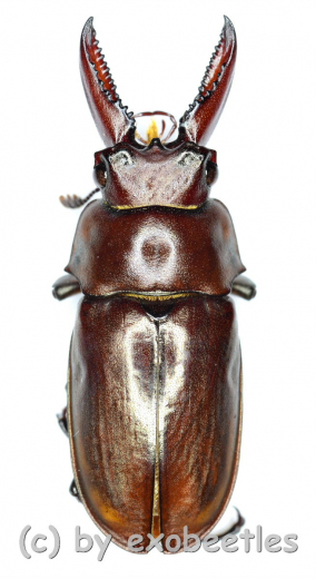 Eligmodontus kanghianus ( 20 – 24 )