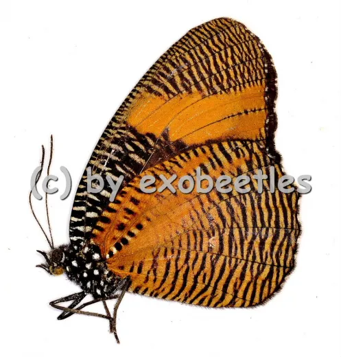 Elymniopsis bammakoo bammakoo