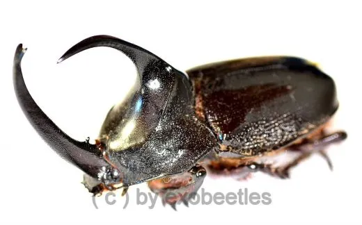 Enema pan ( BIG ) ( 65 – 69 )