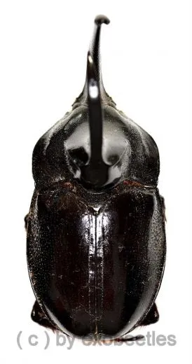 Enema pan ( BIG ) ( 65 – 69 )