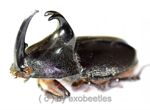 Enema pan ( Medium ) ( 50 – 54 )