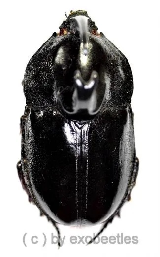 Enema pan ( Medium ) ( 50 – 54 )