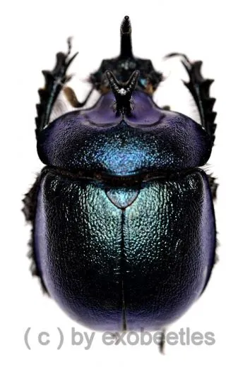 Enoplotrupes sinensis ( 20 – 24 )
