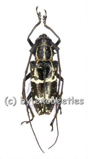 Epepeotes desertus ( 20 - 29 )