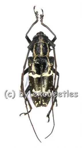 Epepeotes desertus ( 20 - 29 )