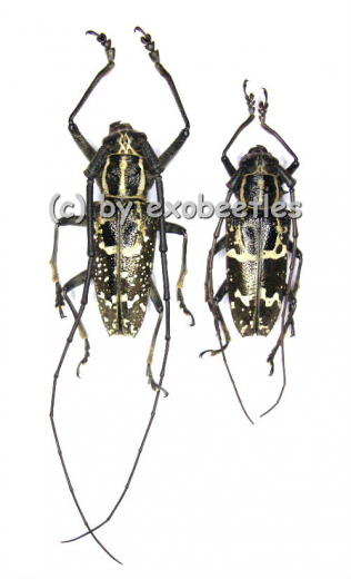 Epepeotes desertus