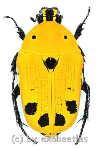 Euchroea auripimenta ( 20 – 24 )