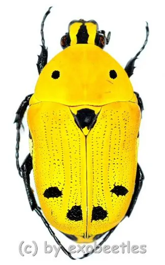 Euchroea auripimenta
