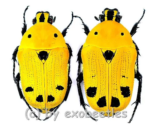 Euchroea auripimenta