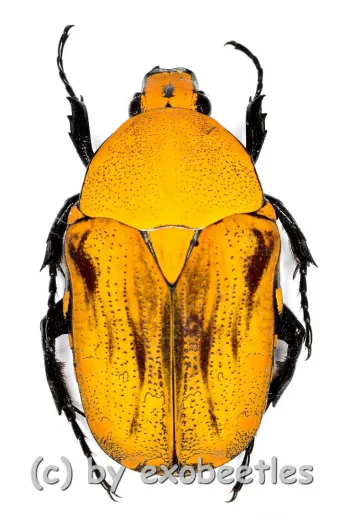 Euchroea benezecki ( 25 – 29 ) A2