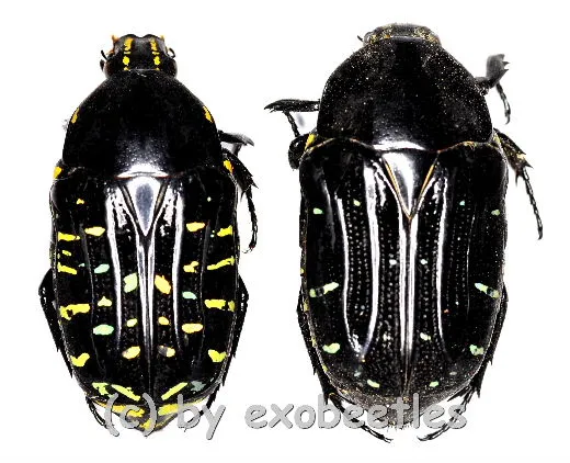 Euchroea clementi ( 20 – 24 ) A2