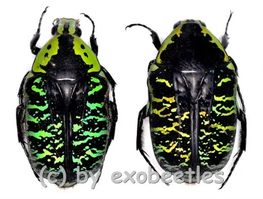 Euchroea coelestis coelestis ( 25 – 29 )