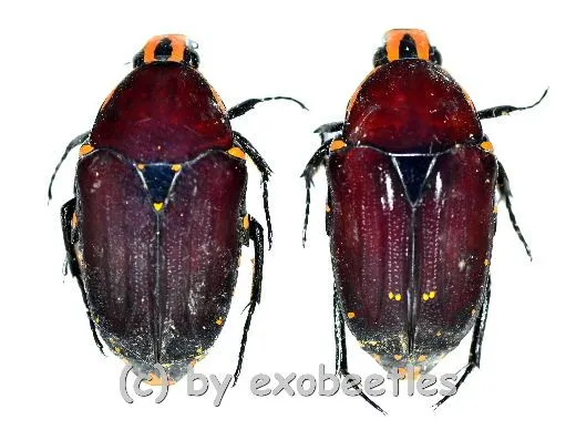 Euchroea episcopalis ( 20 – 24 )