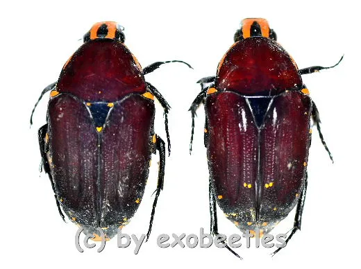 Euchroea episcopalis ( 20 – 24 )