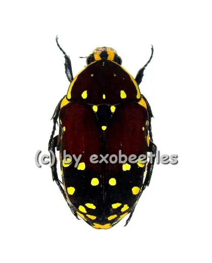 Euchroea histrionica A2