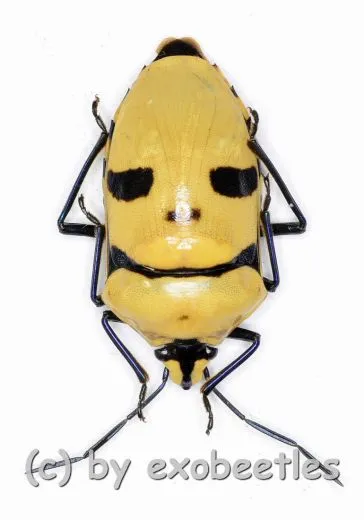 Eucorysses grandis ( Maskenwanze ) ( 20 – 29 )