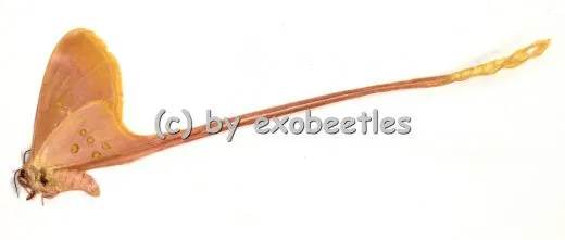 Eudaemonta spec. A1/A-