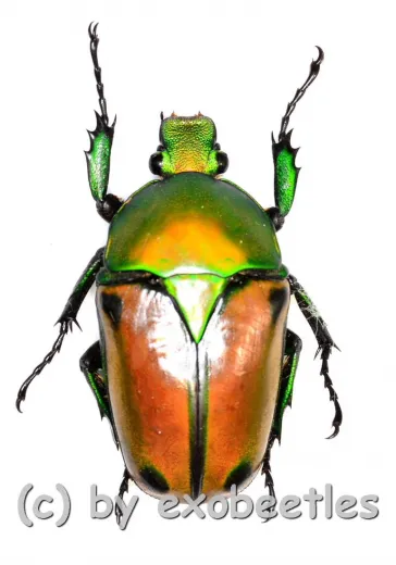 Eudicella colmanti edohi ( 30 – 34 ) A1-