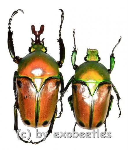 Eudicella colmanti edohi ( M 40 – 44 ) A1-