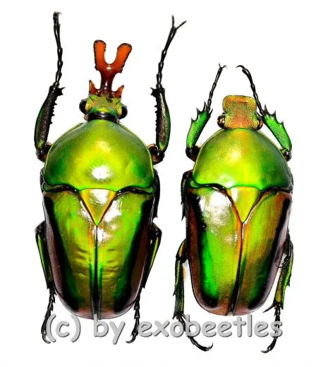 Eudicella frontalis ( M 35 – 39 )