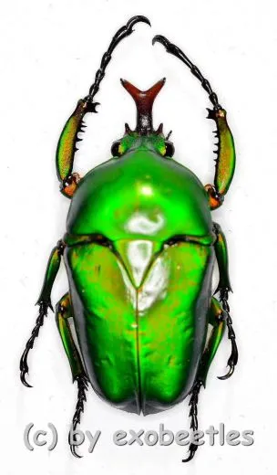 Eudicella gralli pauperata ( M 35 – 39 )