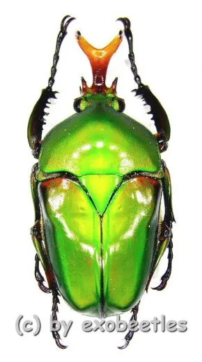 Eudicella morgani togolensis ( 35 – 39 )